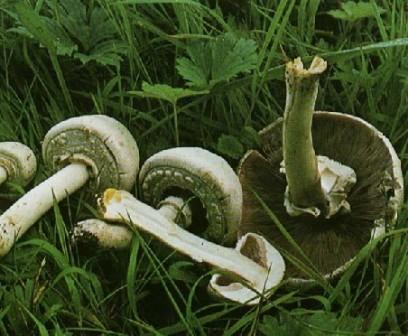    Agaricus xanthodermu